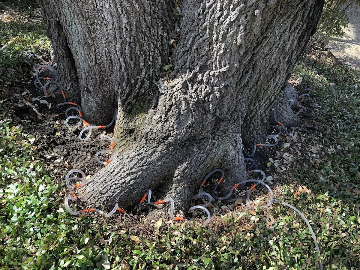 Detailed Tree Cabling and Bracing job site in Charleston Afb