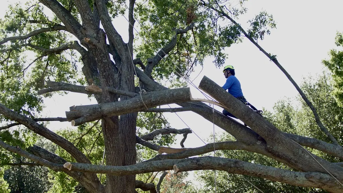 Professional Crown Thinning performed by certified arborists in Charleston Afb